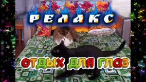 ЗАБАВНЫЕ КОТИКИ.