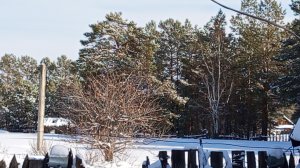 Сельские будни