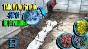 СУПЕР УКРЫТИЕ ВИНОГРАДА НА ЗИМУ С ЗАЩИТОЙ ОТ МОРОЗОВ ДО -50 °C. СЕВЕРНЫЙ ВИНОГРАДНИК 25-39