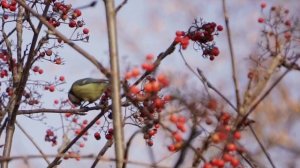 Синички яркие активные птички