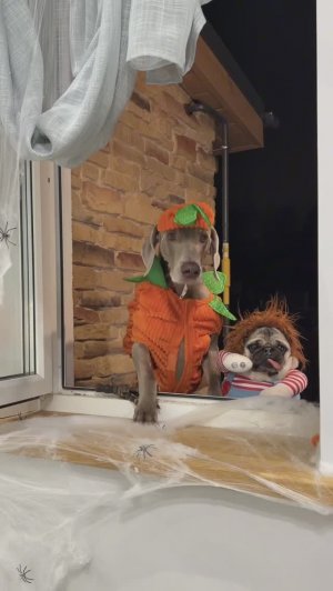 КТО-ТО ПРОКЛЯЛ СОБАК - 2 ЧАСТЬ 😱