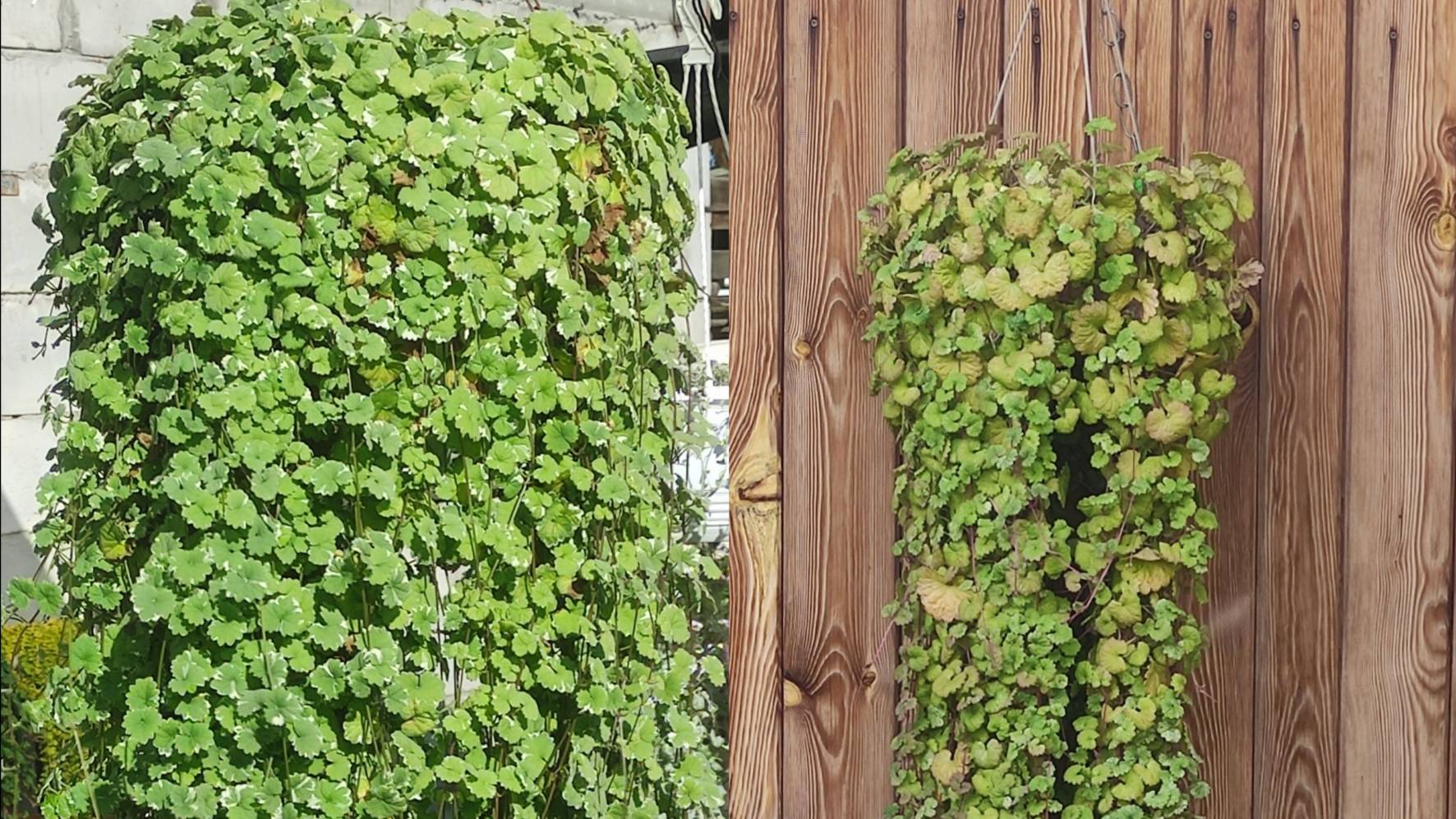 Будра мраморная и вариегатная.