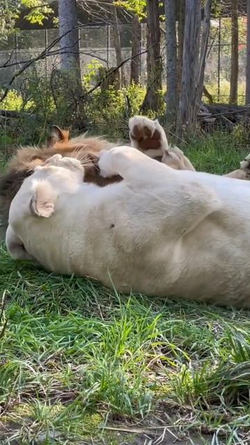 Романтика по-львиному смотреть онлайн