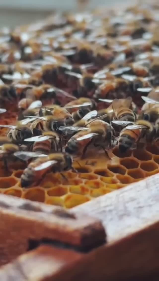 О чëм шепчут пчëлы #пчёлы #пчелы #жужжаниепчел #звукпчел #природазвучит #звукиприроды #мирнасекомых