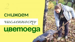 ПРОФИЛАКТИКА РАЗМНОЖЕНИЯ яблонного ЦВЕТОЕДА