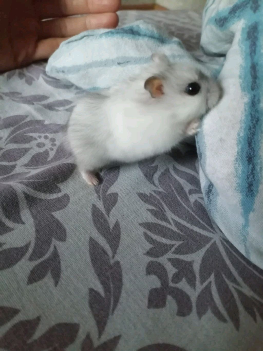 Добрый вечер