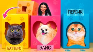 Секретные комнаты из картона по цветам для кошки и собаки. Питомцы в шоке
