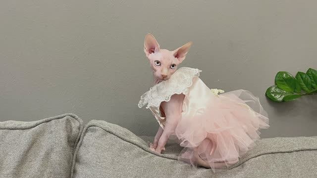 Keepers Of The Fire Sharmel (Шармель)