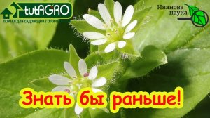 Я 20 лет вырывал этот сорняк, пока не узнал, что он - аптека под ногами!