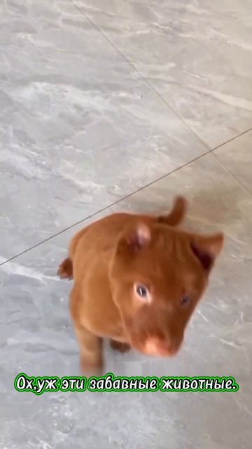 Ох,уж эти забавные животные. смотреть онлайн