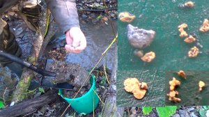 Мою Золото в низовьях золотоносного ручья!