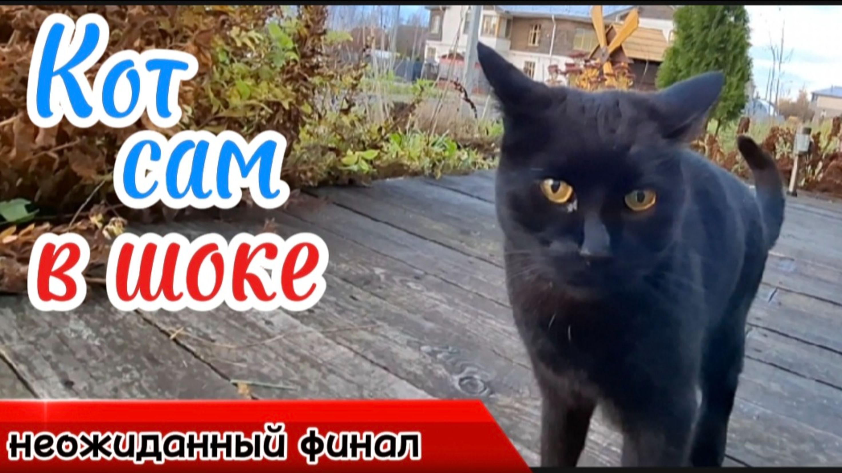 Кот, Мышь, Хозяйка: Кто кого? Приключения с Шокирующим Финалом!