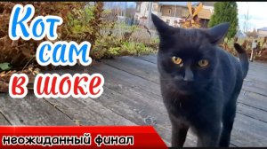 Кот, Мышь, Хозяйка: Кто кого? Приключения с Шокирующим Финалом!