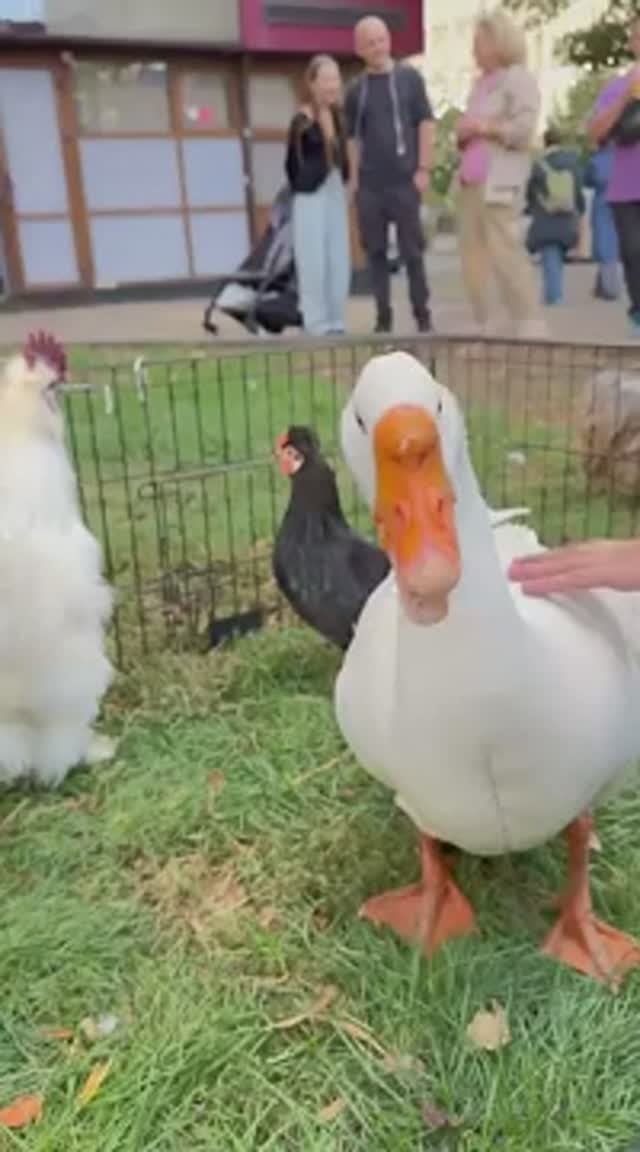 На главной улице города-миллионика - Краснодара. Гусь-обнимусь и другие