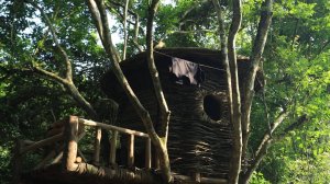 Строю секретный дом с лианами на дереве. Выживание в дикой природе. Бушкрафт