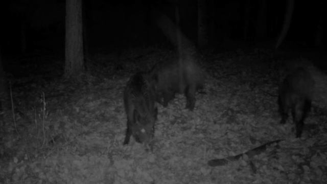 Видео фото ловушки кабины смотреть онлайн