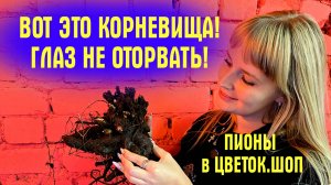 ВАШ САД ЖДЁТ ЭТИХ ПИОНОВ! Обзор сортов пионов ДЛЯ НАСТОЯЩИХ ЦЕНИТЕЛЕЙ!