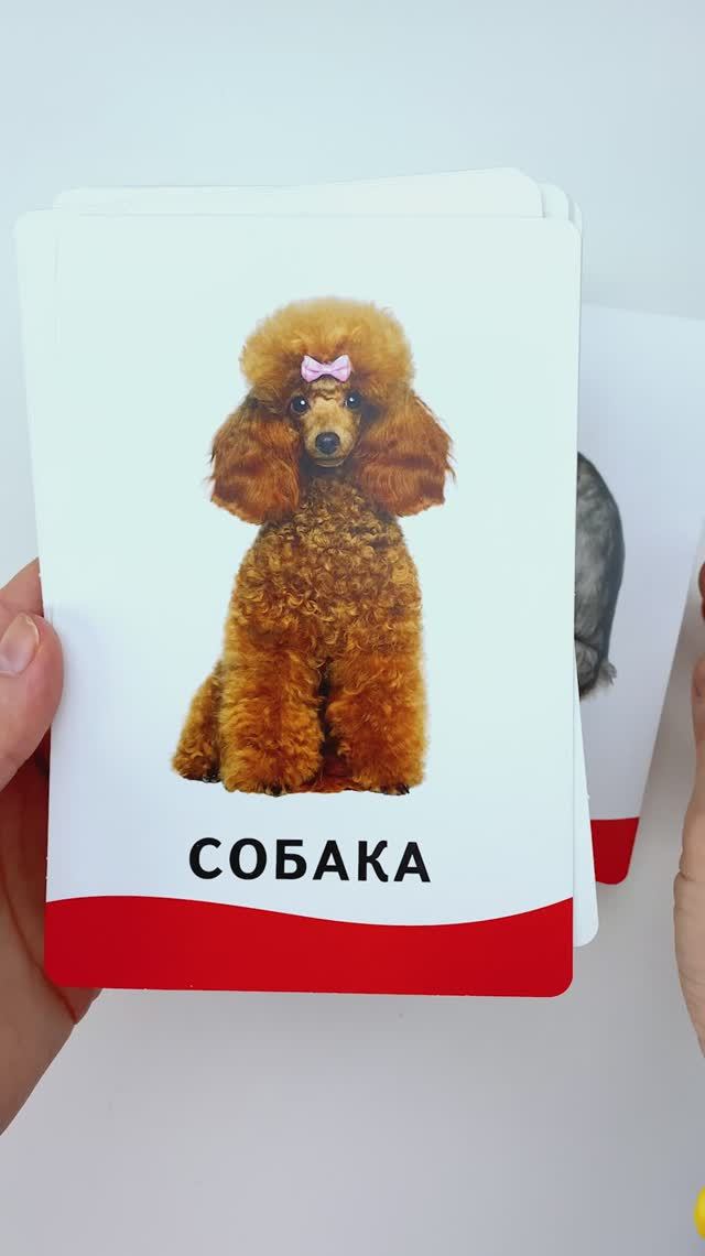 🐱 Учим Животных! Карточки Домана смотреть онлайн