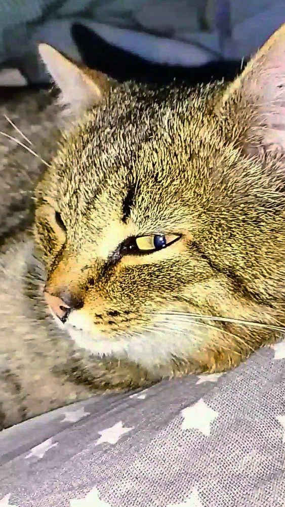 Максик, всех победил!💪😺 Заслуженный отдых! 🤗 смотреть онлайн