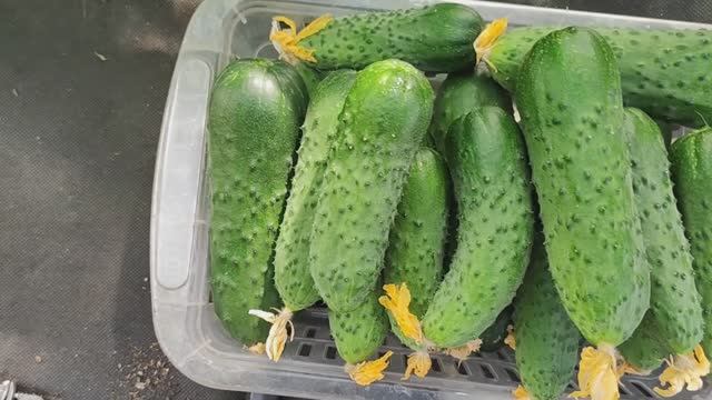 ОГУРЦЫ на 2026 сезон, выбрала из 100 всего 3 лучших сорта огурца, не болеют смотреть онлайн