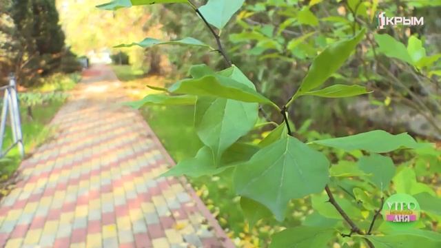 О зелёных насаждениях Евпатории смотреть онлайн