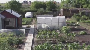 Теплицы на участке