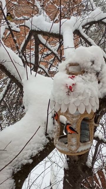 12 ноября - Синичкин День