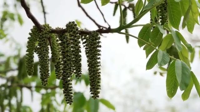 Защитная мантра ЯМАРАЦИ от страхов и любой опасности смотреть онлайн