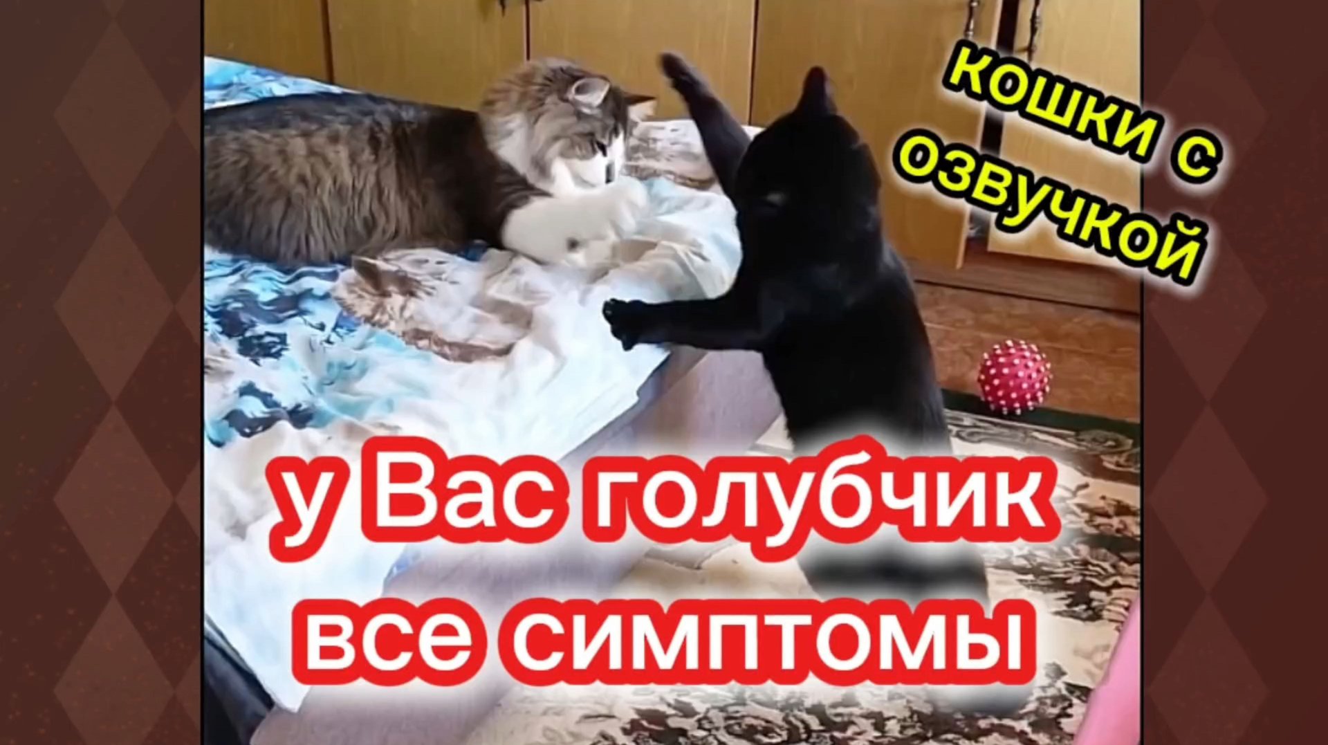 КОШКИ С ОЗВУЧКОЙ. смотреть онлайн