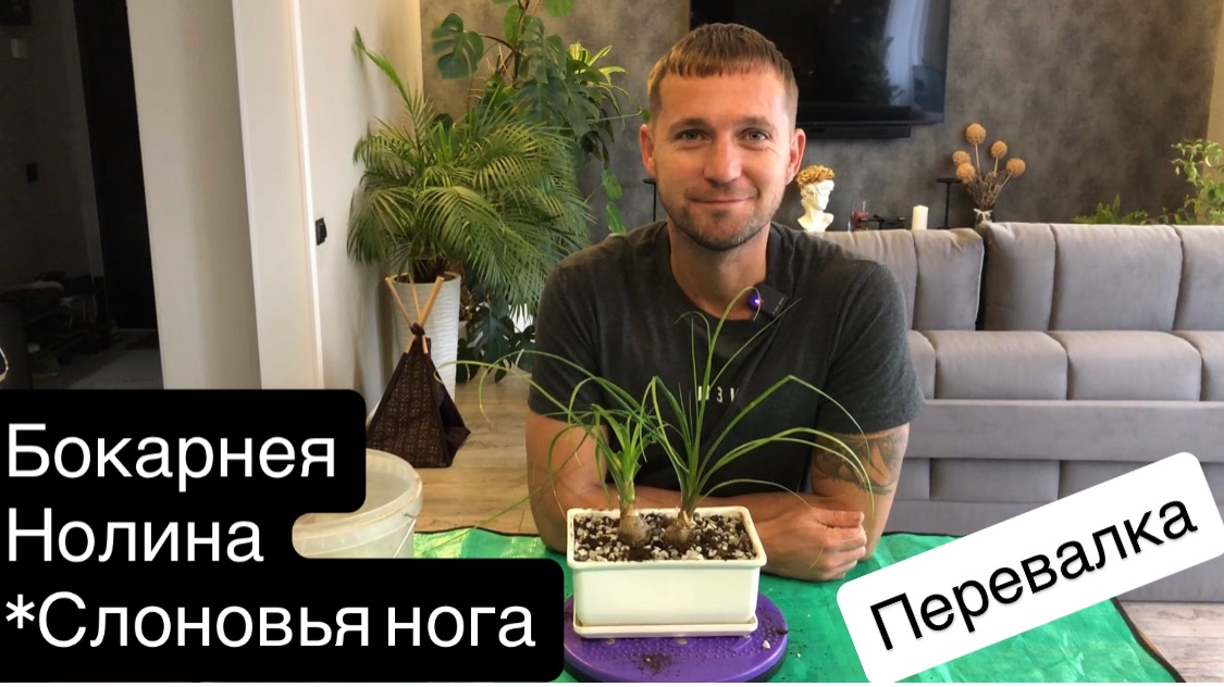 Нолина(бокарнея,слоновья нога) Перевалка в новый грунт для суккулентов