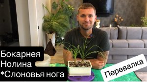 Нолина(бокарнея,слоновья нога) Перевалка в новый грунт для суккулентов