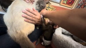 ТАКАЯ ПРЕЛЕСТЬ! Полный дом капышни, но терпеливый Басик НЕ ПРИНЯЛ маленького котенка…