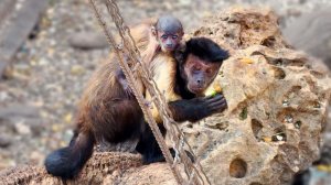 Даже капуцины укачивают детей! Хоть и лысоват, зато с мамой, растет и развивается. Не надо забирать!