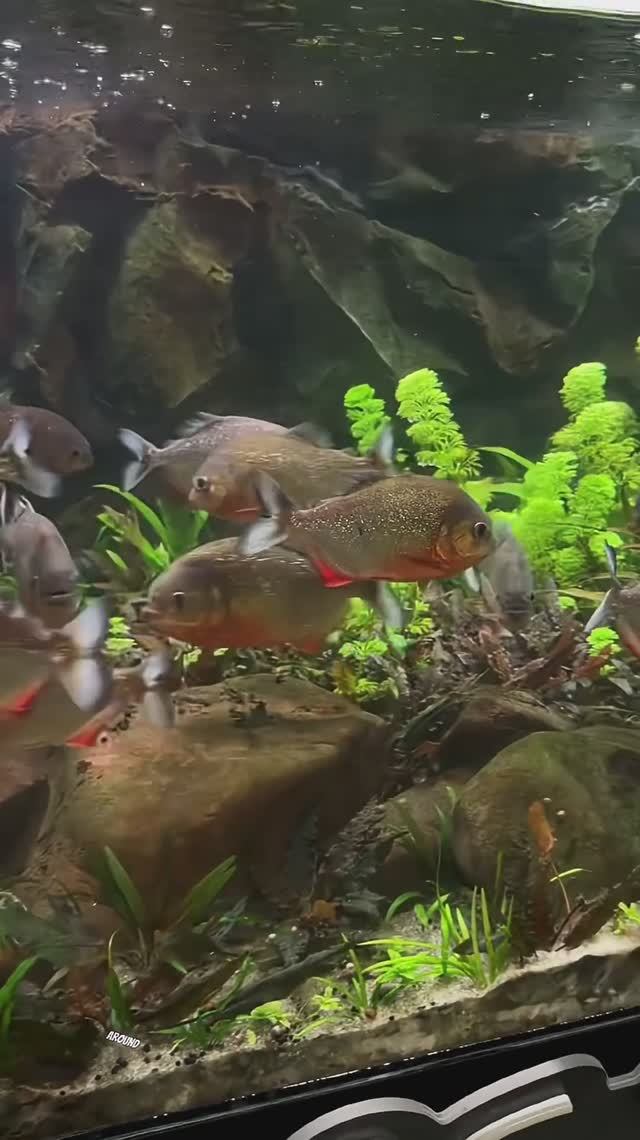Бросил мясо в аквариум с пираньями