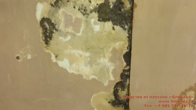 Блокада плесени смотреть онлайн