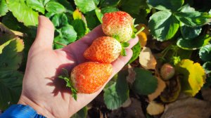 Наш сад в первой половине ноября.