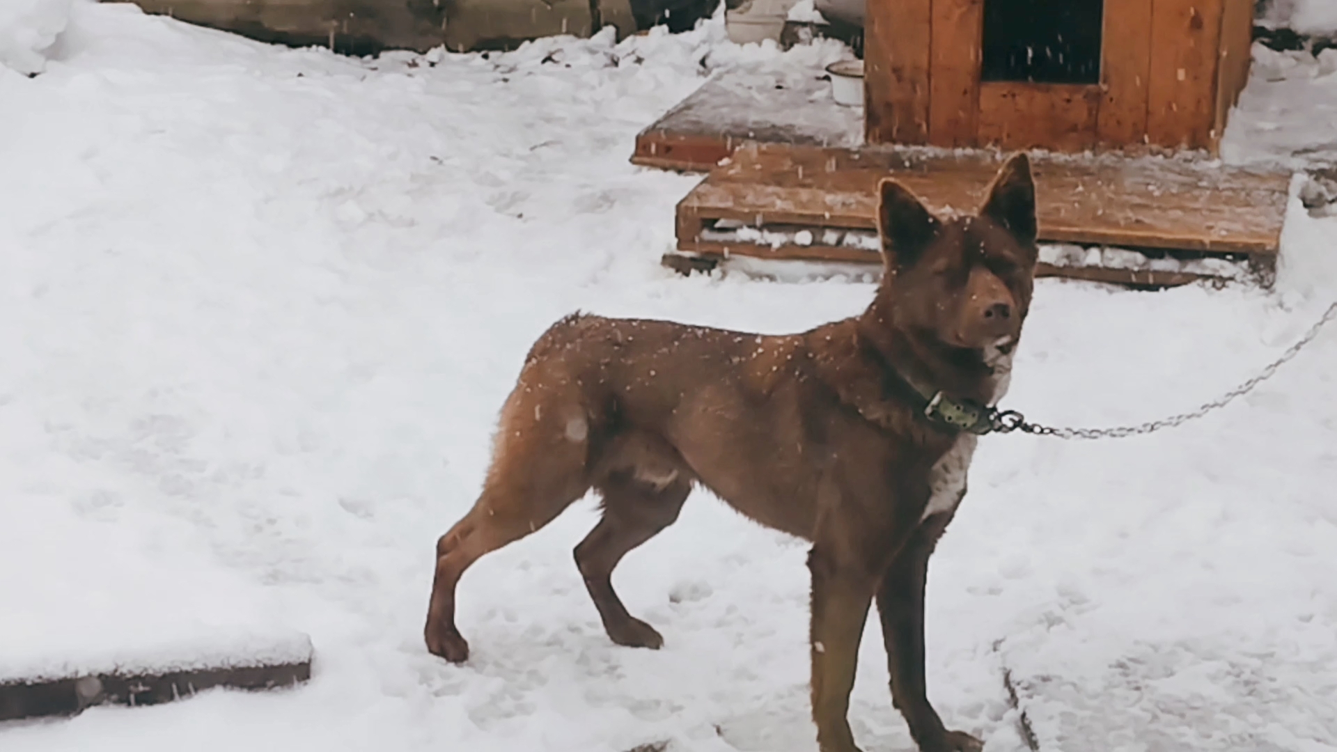 Мишка, удивлён снегу!🦮 Вот и зима! Она у него, вторая!🤗 смотреть онлайн