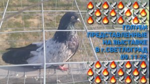 🔥🕊🔥 09.11.25. Выставка николаевских голубей в г.Светлоград. Голуби представленные для оценки.