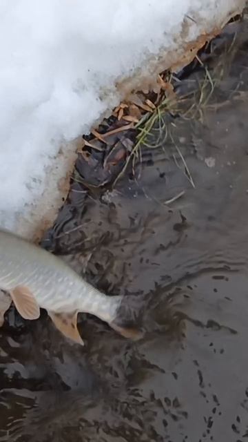 Закрыл сезон по закидушкам. смотреть онлайн