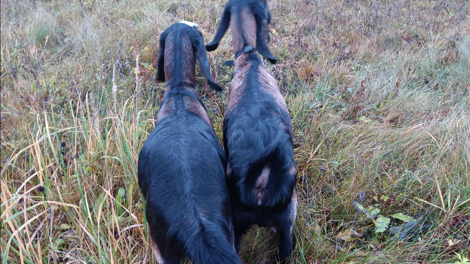 Пополнение в хозяйстве