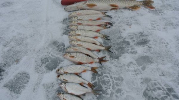 Рыбалка на братском, подводная съёмка. Любителям аква рыбалки посвящается