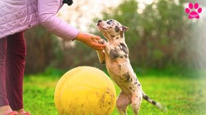 Девочки для девочек? Не собаки, а кошки! Девочки отличаются от мальчиков! Американский Булли XL