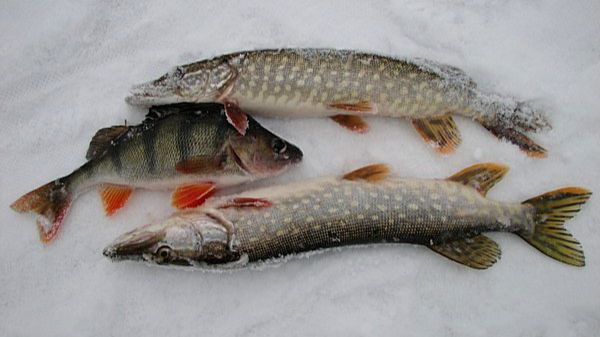 Рыбалка на Братском водохранилище. Мои старые архивы 16 03 2018 года смотреть онлайн