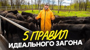 Как построить надежный загон для быков без головняка и сколько это стоит? / Не повторяй моих ошибок!