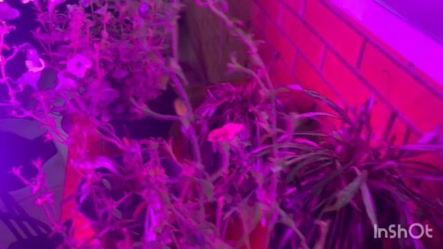 12-11-2025 ДОБРОГО УТРА, ДРУЗЬЯ и ПРЕКРАСНОГО ДНЯ❤️❤️❤️/жизнь здесь и сейчас ❤️❤️❤️ смотреть онлайн