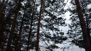 Охота на соболя.Первый день в тайге