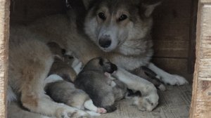 Щенкам 10 дней