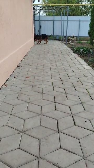 Баларис ПАНДОРА, 6 месяцев смотреть онлайн