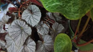 КАЛЕЙДОСКОП ЛИСТЬЕВ. ОБЗОР БЕГОНИИ.,часть4