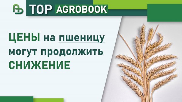 Цены на пшеницу могут продолжить снижение | TOP Agrobook: обзор аграрных новостей